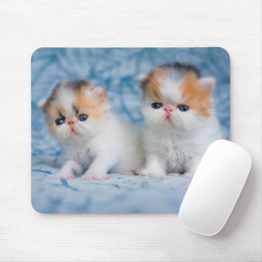 Niedliche Kleintiere | Persian Calico Kitten Mousepad (Mit Mouse)