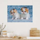 Niedliche Kleintiere | Persian Calico Kitten Poster (Küche)