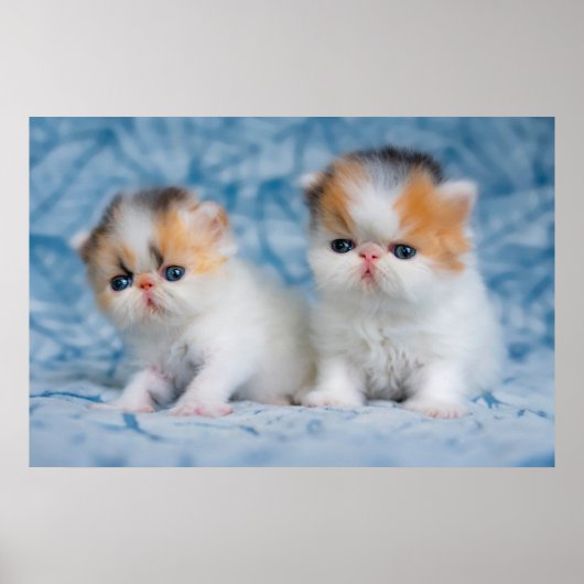 Niedliche Kleintiere | Persian Calico Kitten Poster (Vorne)