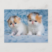 Niedliche Kleintiere | Persian Calico Kitten Postkarte (Vorderseite)