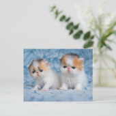 Niedliche Kleintiere | Persian Calico Kitten Postkarte (Stehend Vorderseite)