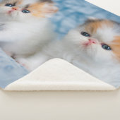 Niedliche Kleintiere | Persian Calico Kitten Sherpadecke (3/4)