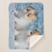 Niedliche Kleintiere | Persian Calico Kitten Sherpadecke (Vorderseite)