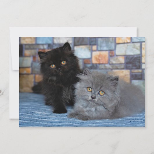 Niedliche Kleintiere | Persische Kätzchen auf der Dankeskarte (Vorderseite)