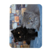 Niedliche Kleintiere | Persische Kätzchen auf der Magnet (Vertikal)