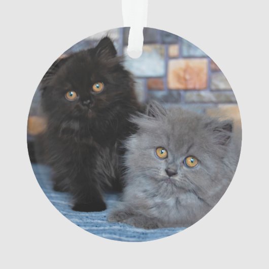 Niedliche Kleintiere | Persische Kätzchen auf der Ornament (Rückseite)