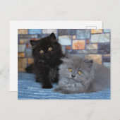 Niedliche Kleintiere | Persische Kätzchen auf der Postkarte (Vorne/Hinten)