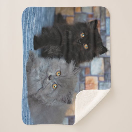 Niedliche Kleintiere | Persische Kätzchen auf der  Sherpadecke (Vorderseite)