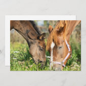 Niedliche Kleintiere | Pferdekälte Dankeskarte (Vorne/Hinten)