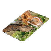 Niedliche Kleintiere | Pferdekälte Magnet (Linke Seite)