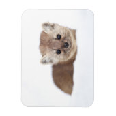 Niedliche Kleintiere | Pine Marten Magnet (Vertikal)