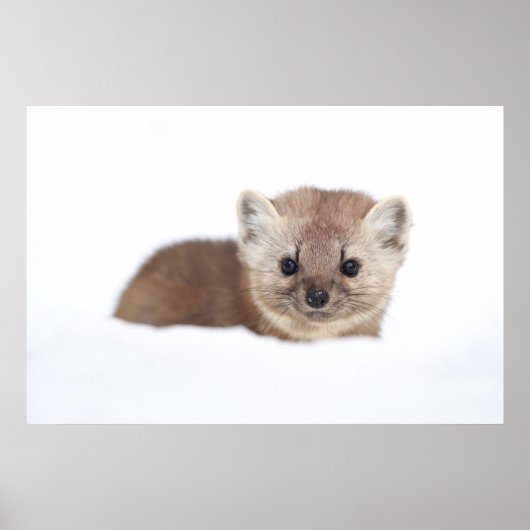 Niedliche Kleintiere | Pine Marten Poster (Vorne)