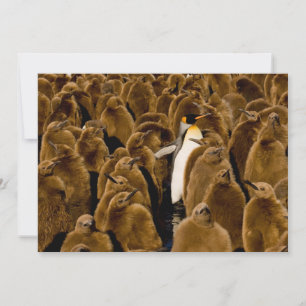 Niedliche Kleintiere   Pinguin unter Jugendlichen Dankeskarte