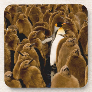 Niedliche Kleintiere Pinguin unter Jugendlichen Getränkeuntersetzer