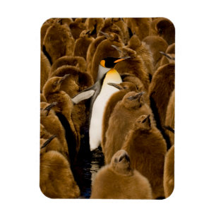 Niedliche Kleintiere   Pinguin unter Jugendlichen Magnet