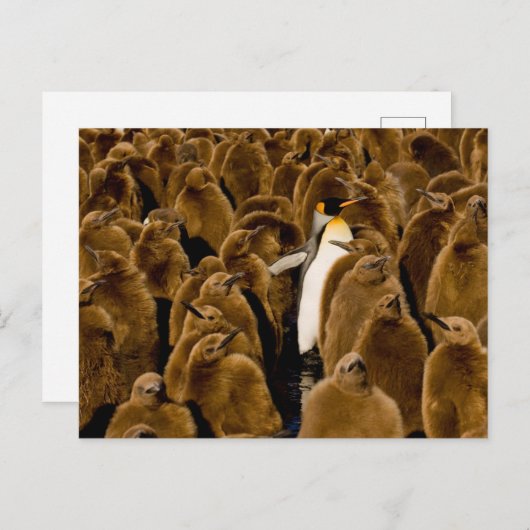 Niedliche Kleintiere | Pinguin unter Jugendlichen Postkarte (Vorne/Hinten)
