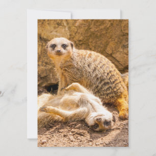Niedliche Kleintiere   Playful Meerkats Dankeskarte