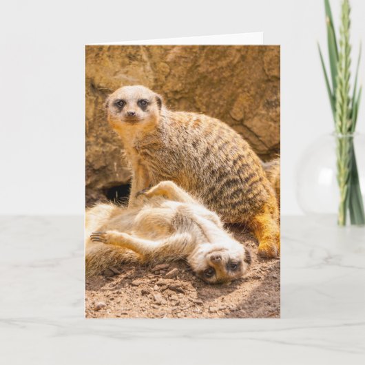 Niedliche Kleintiere | Playful Meerkats Karte (Vorderseite)