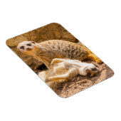Niedliche Kleintiere | Playful Meerkats Magnet (Rechte Seite)