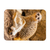 Niedliche Kleintiere | Playful Meerkats Magnet (Horizontal)