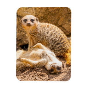Niedliche Kleintiere   Playful Meerkats Magnet