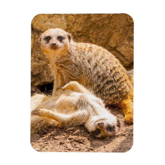 Niedliche Kleintiere | Playful Meerkats Magnet (Vertikal)