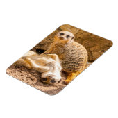 Niedliche Kleintiere | Playful Meerkats Magnet (Linke Seite)