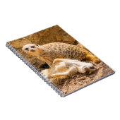 Niedliche Kleintiere | Playful Meerkats Notizblock (Rechte Seite)
