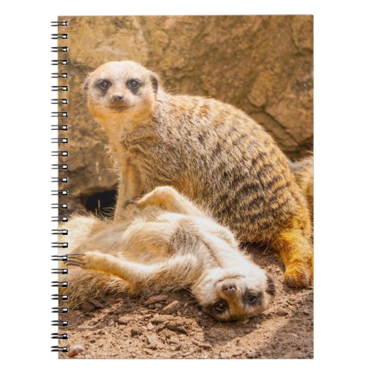 Niedliche Kleintiere | Playful Meerkats Notizblock (Vorderseite)