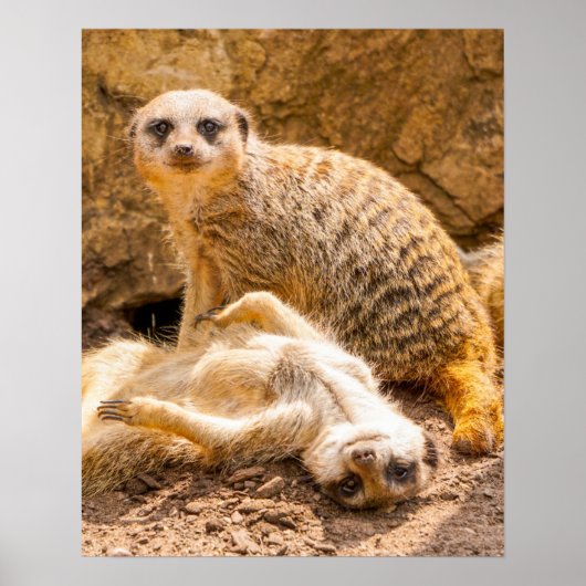 Niedliche Kleintiere | Playful Meerkats Poster (Vorne)