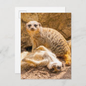 Niedliche Kleintiere | Playful Meerkats Postkarte (Vorne/Hinten)