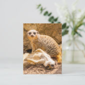 Niedliche Kleintiere | Playful Meerkats Postkarte (Stehend Vorderseite)