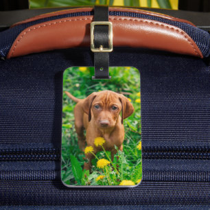 Niedliche Kleintiere Pointer Puppy Gepäckanhänger