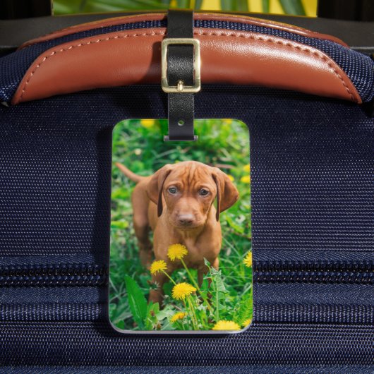 Niedliche Kleintiere | Pointer Puppy Gepäckanhänger (Vorderseite Insitu 2)