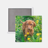 Niedliche Kleintiere | Pointer Puppy Magnet (Vorderseite/Rückseite)