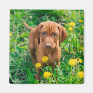 Niedliche Kleintiere Pointer Puppy Magnet