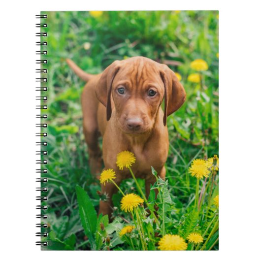 Niedliche Kleintiere | Pointer Puppy Notizblock (Vorderseite)