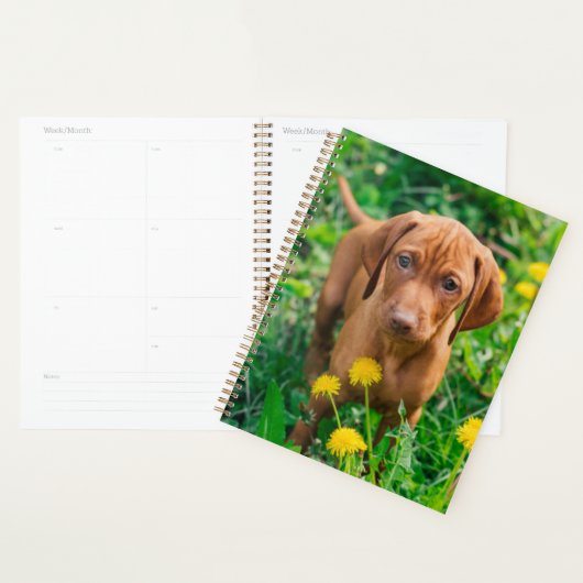 Niedliche Kleintiere | Pointer Puppy Planer (Anzeige)