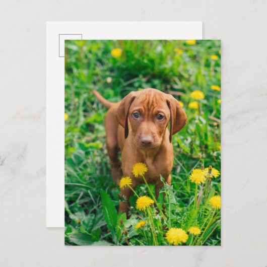 Niedliche Kleintiere | Pointer Puppy Postkarte (Vorne/Hinten)