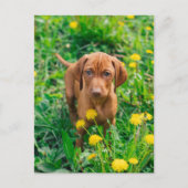 Niedliche Kleintiere | Pointer Puppy Postkarte (Vorderseite)