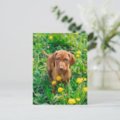 Niedliche Kleintiere | Pointer Puppy Postkarte (Stehend Vorderseite)