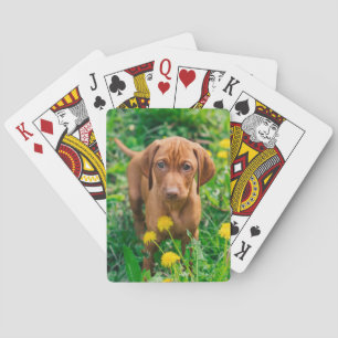 Niedliche Kleintiere   Pointer Puppy Spielkarten