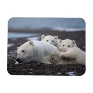 Niedliche Kleintiere   Polar Bear Family Alaska Magnet
