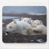 Niedliche Kleintiere | Polar Bear Family Alaska Mousepad (Vorne)