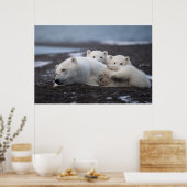 Niedliche Kleintiere | Polar Bear Family Alaska Poster (Küche)