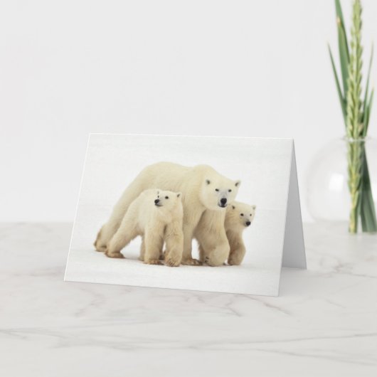Niedliche Kleintiere | Polar Bear Family Karte (Vorderseite)