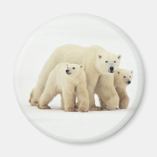 Niedliche Kleintiere | Polar Bear Family Magnet (Vorne)