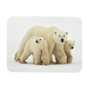 Niedliche Kleintiere Polar Bear Family Magnet