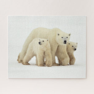 Niedliche Kleintiere   Polar Bear Family Puzzle