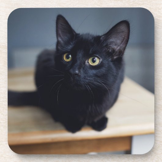 Niedliche Kleintiere | Portrait einer Schwarzen Ka Getränkeuntersetzer (Vorderseite)